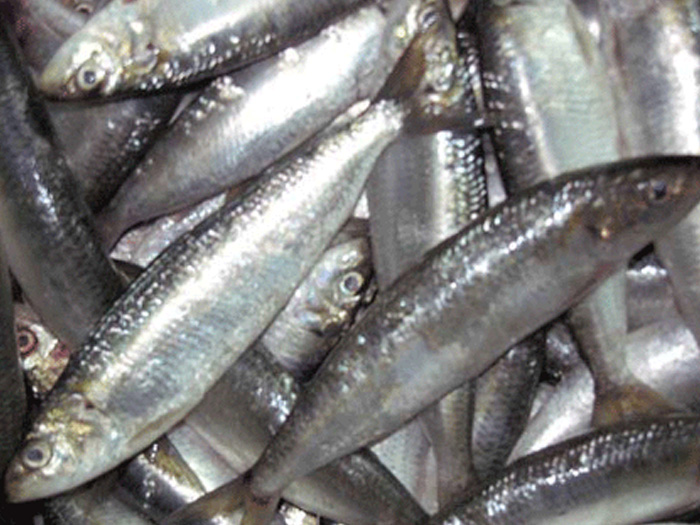 鰛　魚(yú)ニツソ
