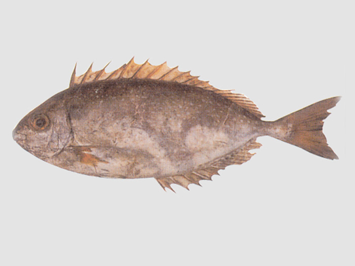 臭都魚（黎鯭）ニツソ