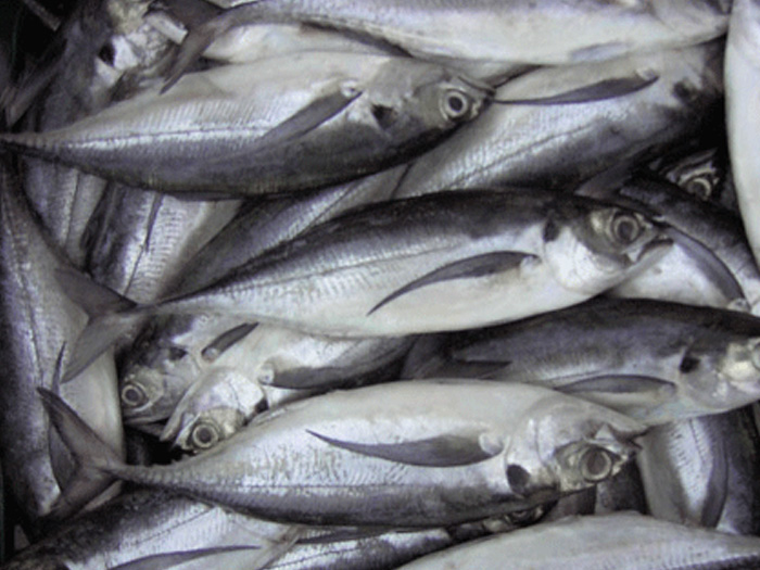 大甲鲹（秩甲魚(yú)）