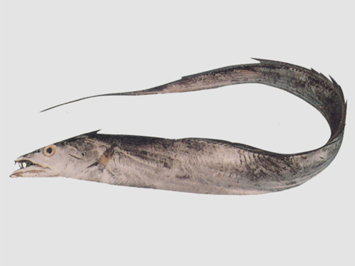 帶魚(yú)（魚(yú)糜原料）