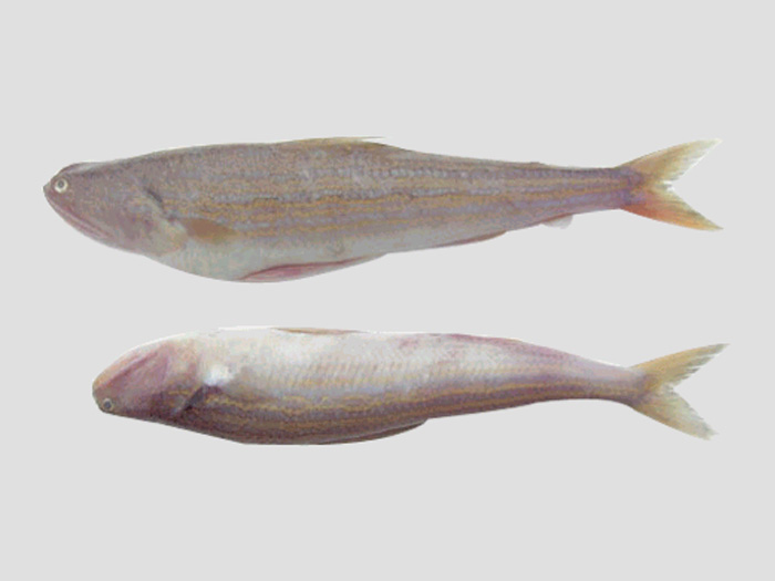 花斑蛇鯔（魚(yú)糜原料）