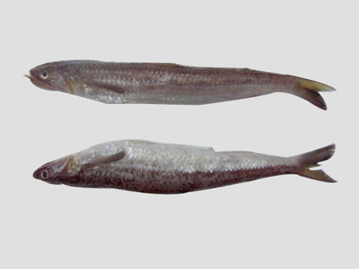 長(zhǎng)蛇鯔（魚(yú)糜原料）
