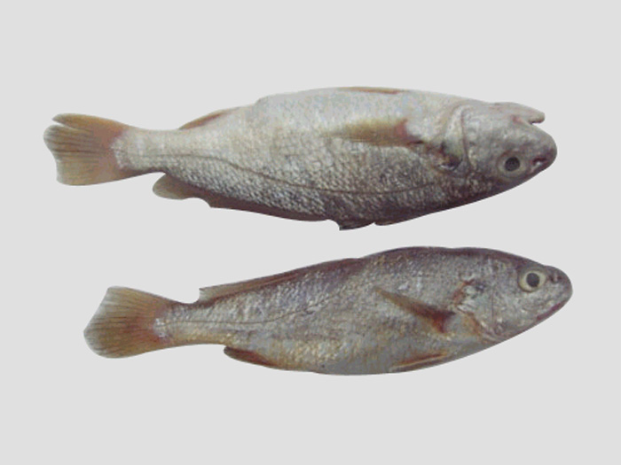 叫姑魚