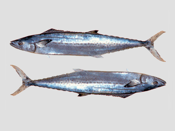 馬鮫魚サワラ