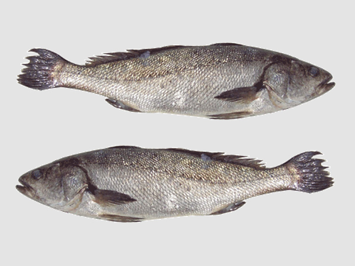 鮸魚