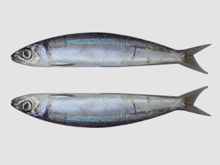 乾魚イヮツ