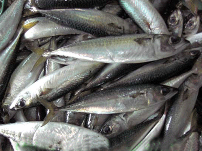 鮐魚(yú)（花鯷）マサバ
