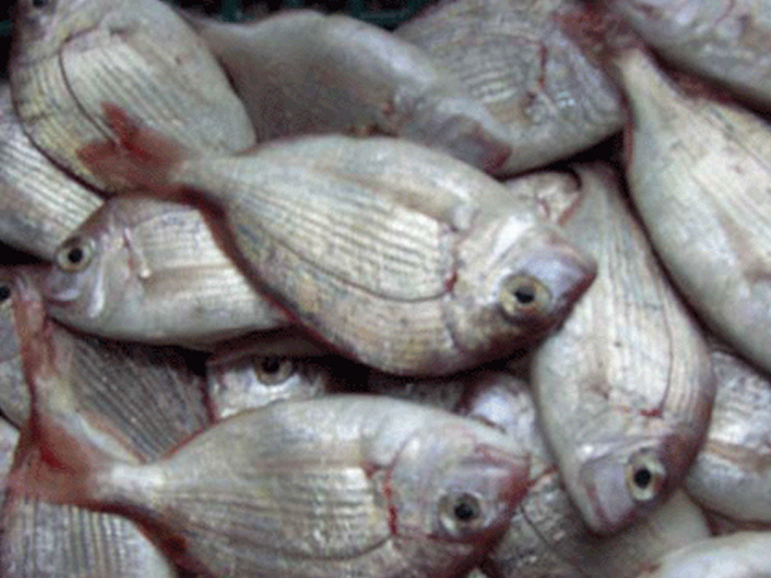 二長(zhǎng)刺鯛、銅盤(pán)魚(yú)（魚(yú)糜原料）キダィ