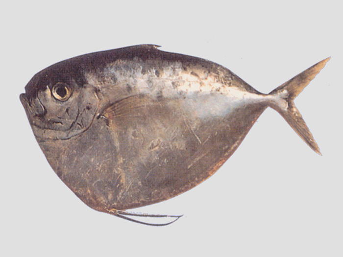 眼眶魚（皮刀魚）