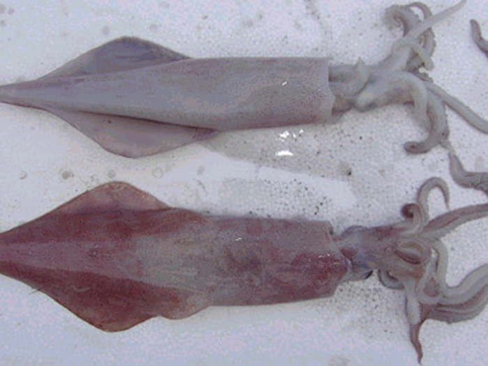 魷魚(yú)