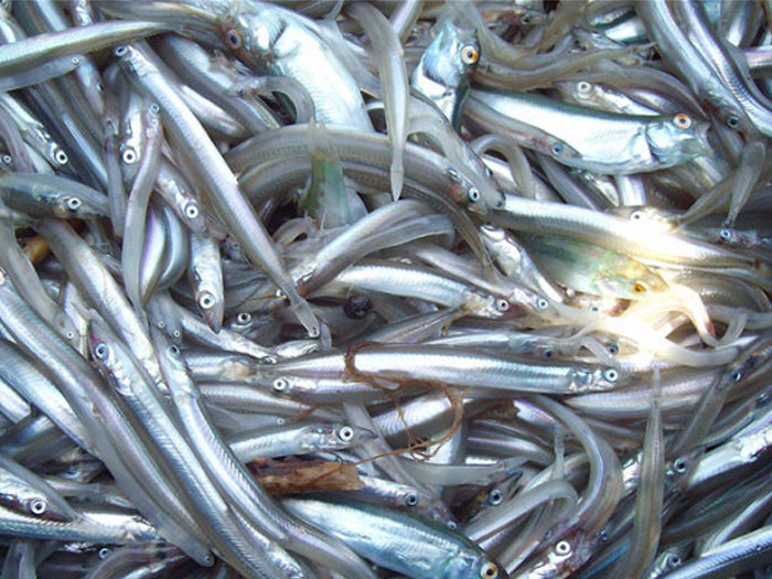 玉筋魚
